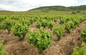 viñedos d.o. bierzo vinos mencia y godello