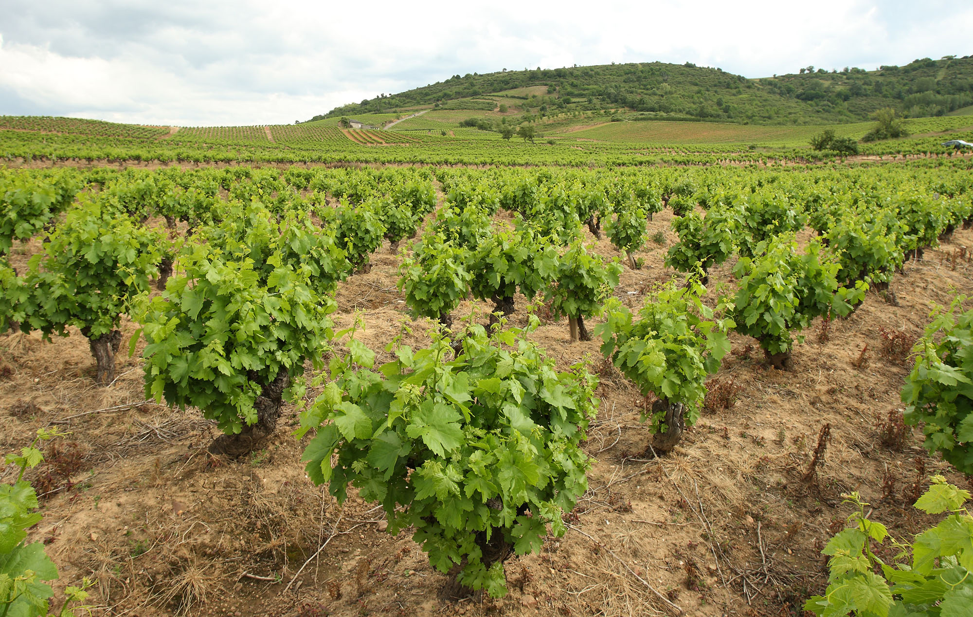viñedos d.o. bierzo vinos mencia y godello